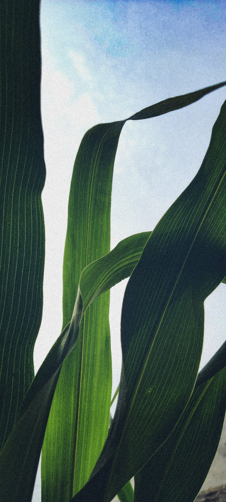 details