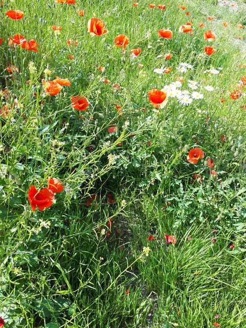 Papaveri
