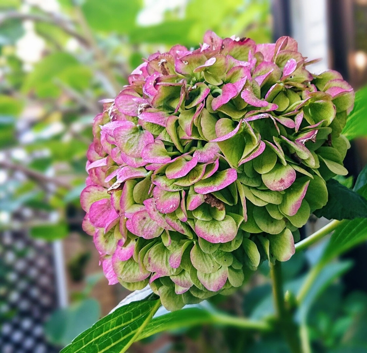 Hydrangea in November