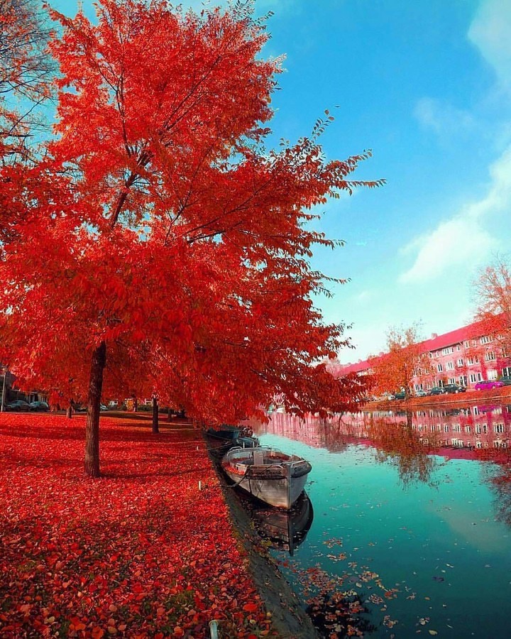 natural Red tree