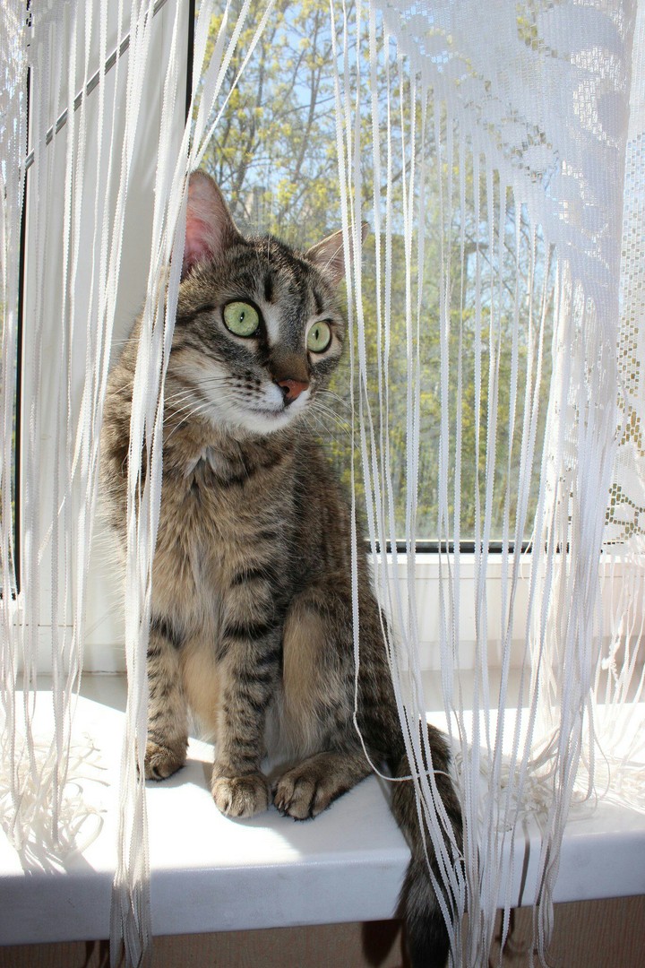 Кошка