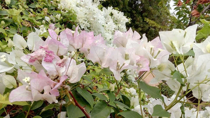 FLOWERS