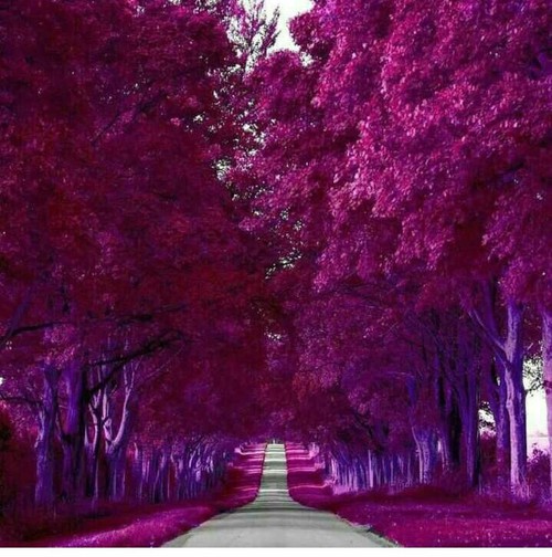 #lovely road