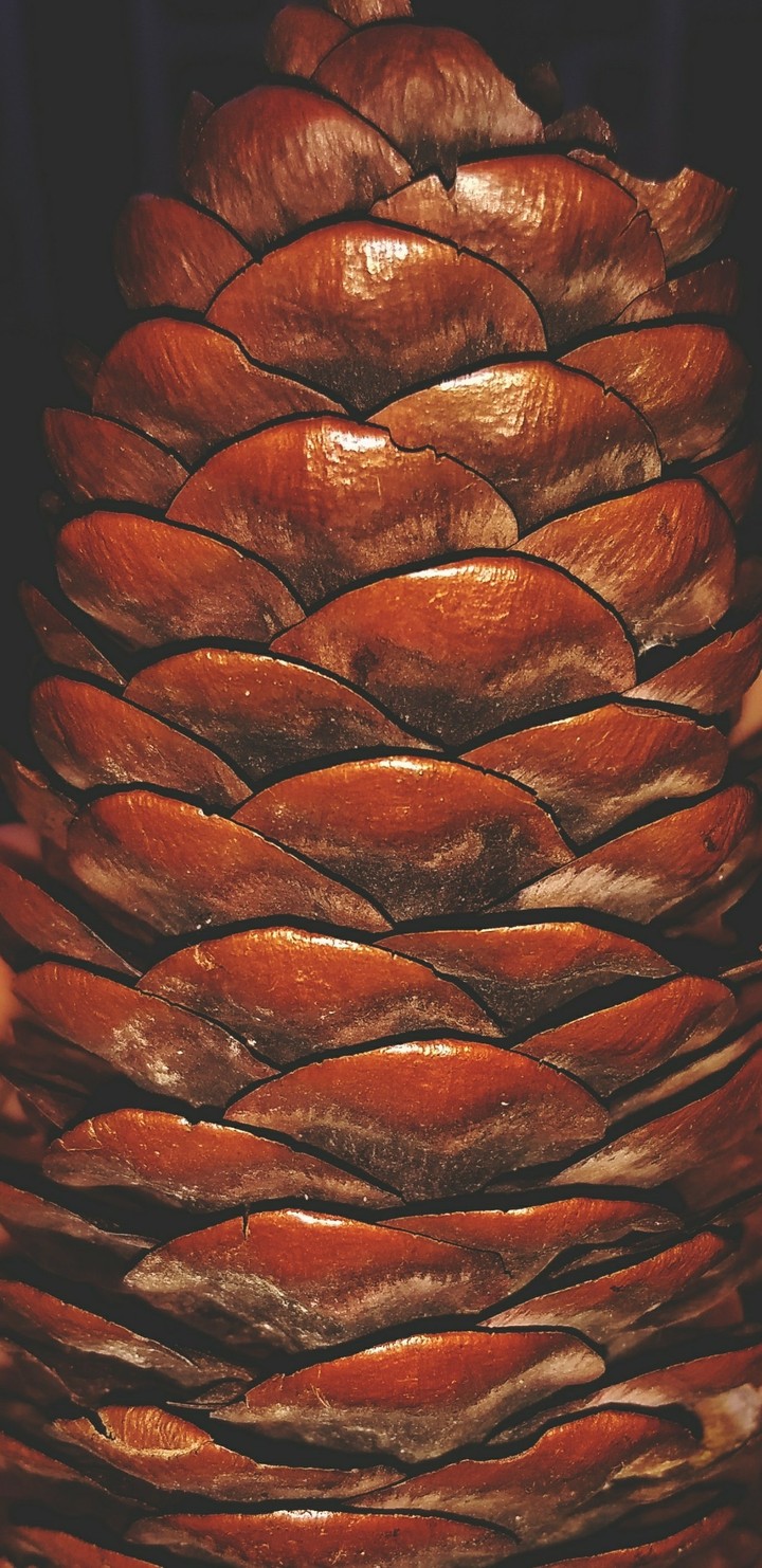 Pine tree
