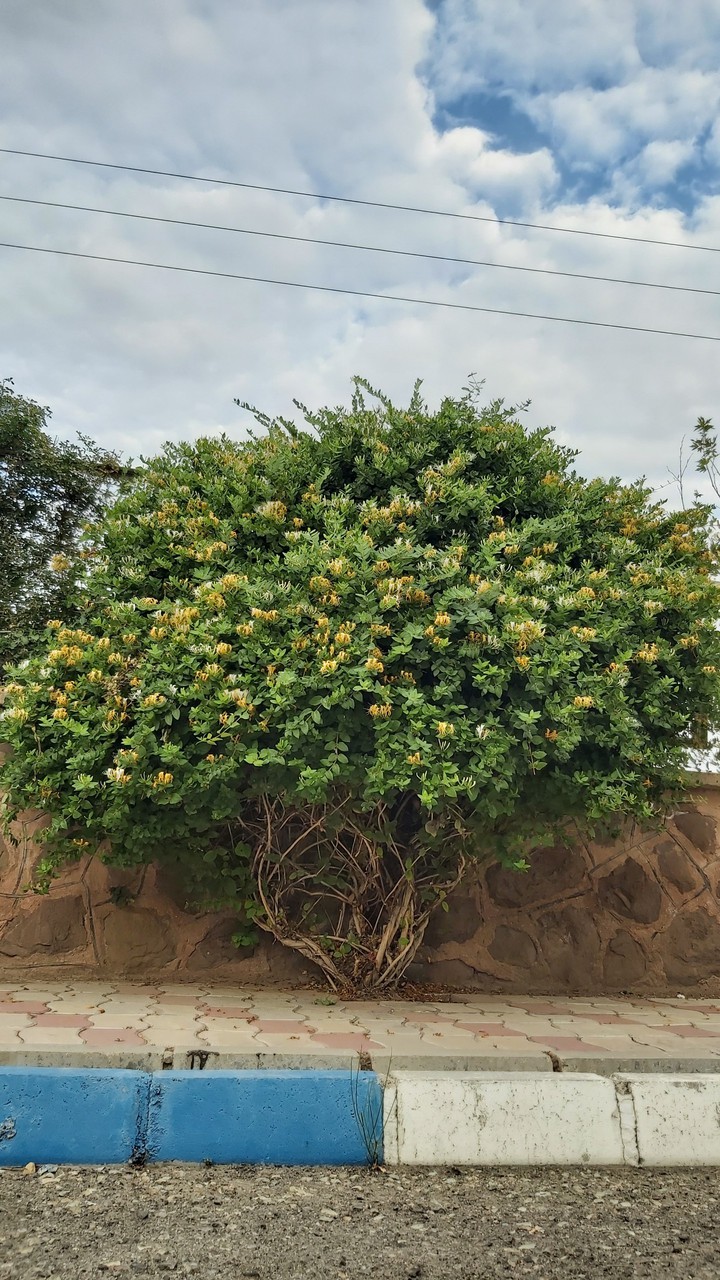 tree with flowers