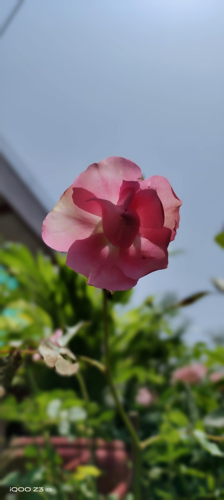 pink ? rose