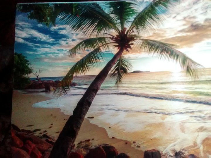 palm tree