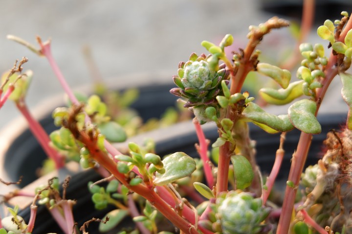 succulent