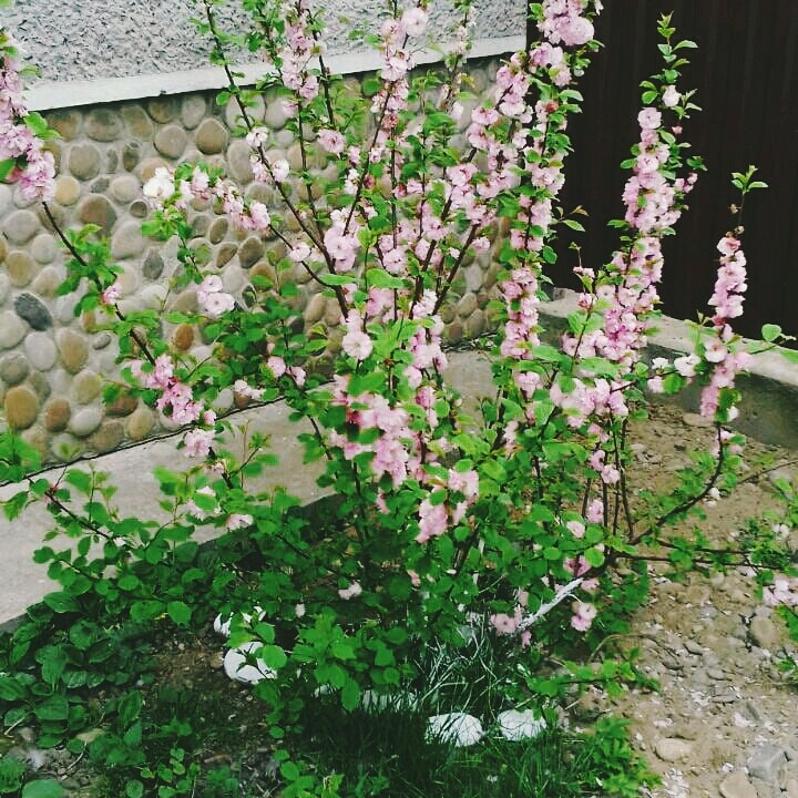 Квітковий кущ
