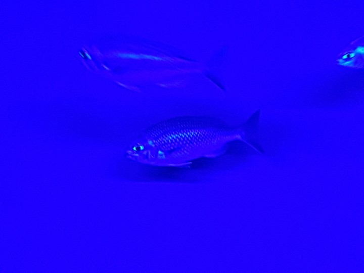 Cartoon eye fish