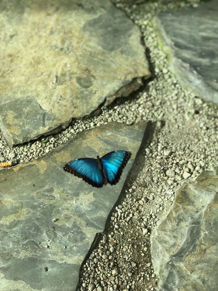 Butterfly