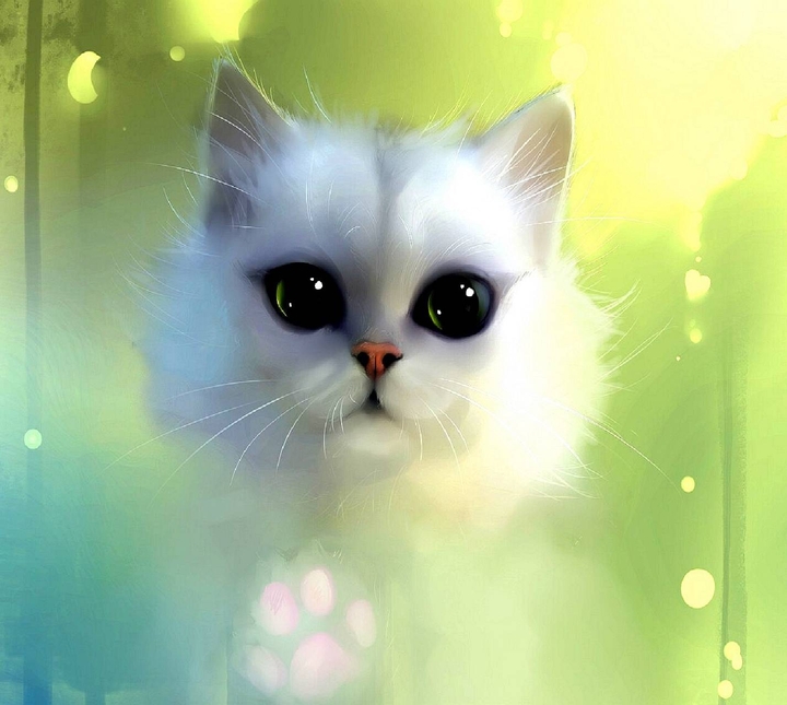 cute cat