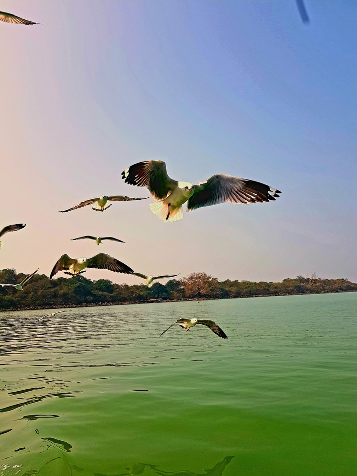 birds