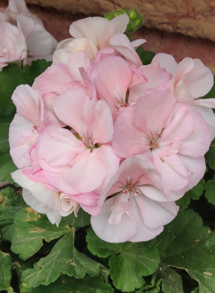 A bunch of flowers
