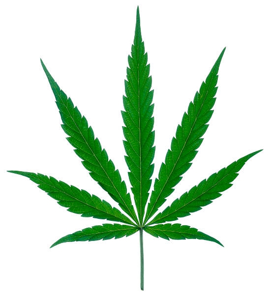 MARIJUANA
