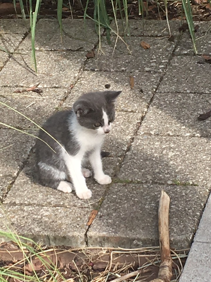 Katze
