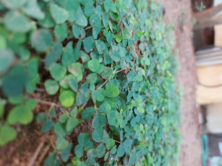 cloverleaf
