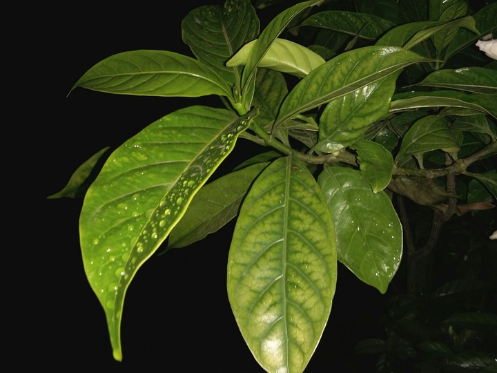 Greeny.....