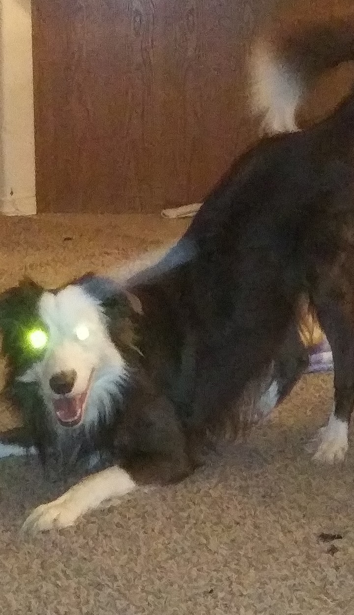 My dog Socks