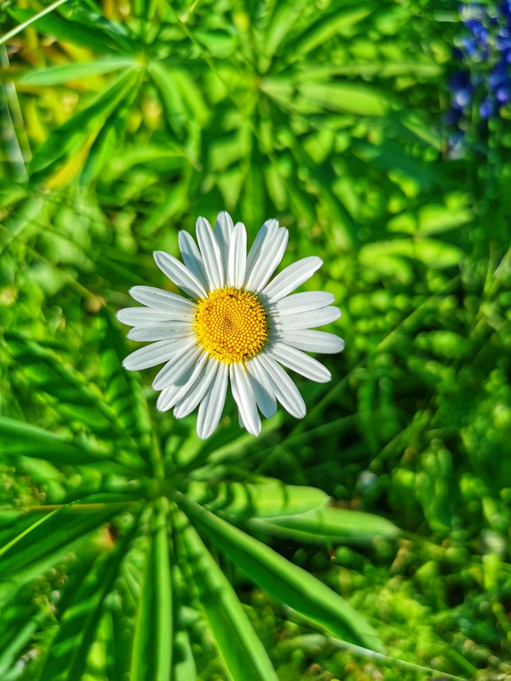 summer flower