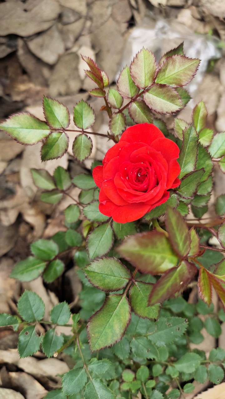 Rose