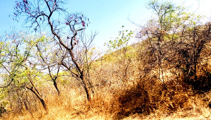 Nagavathi Dam | Forest View