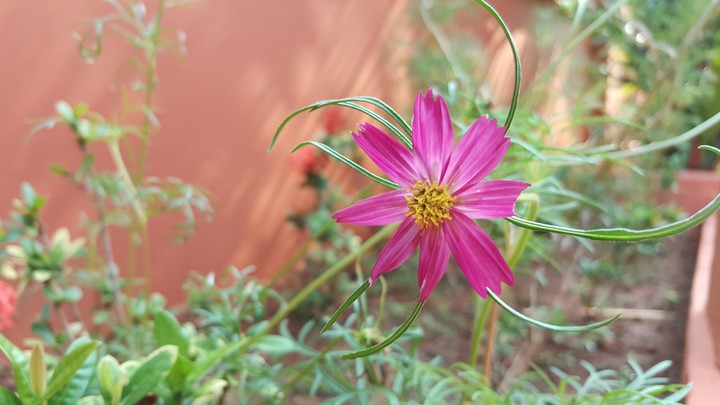 Aynta'in flower