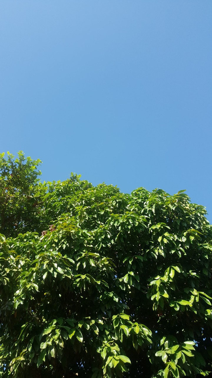 tree