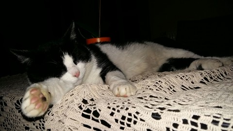 cat on table