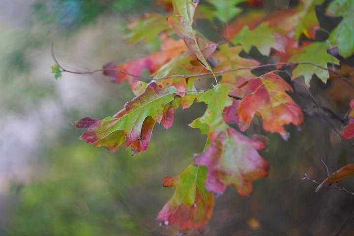 autumn leaves