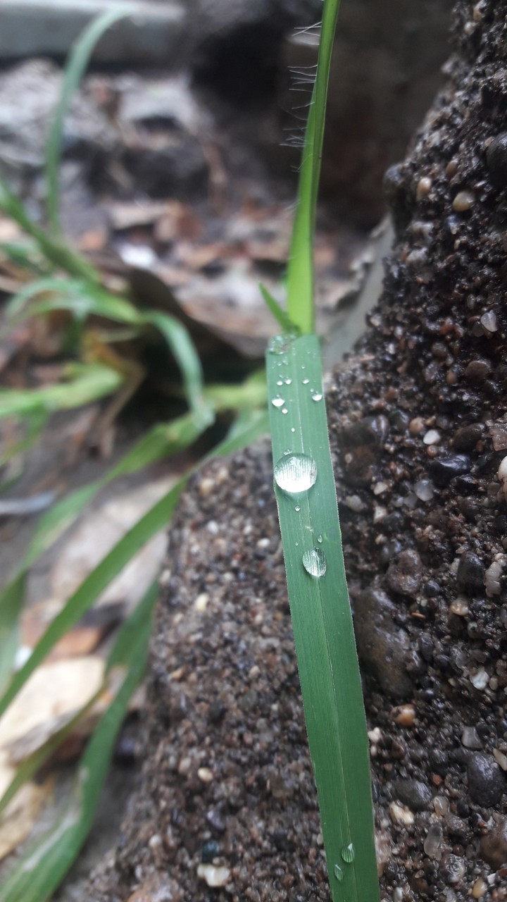 drops