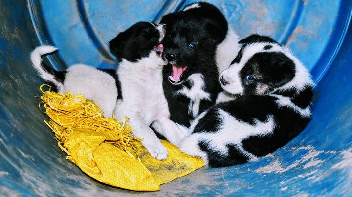 puppy