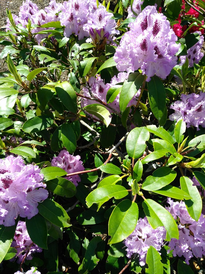 Rhododendron