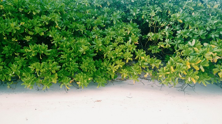sea side greenery