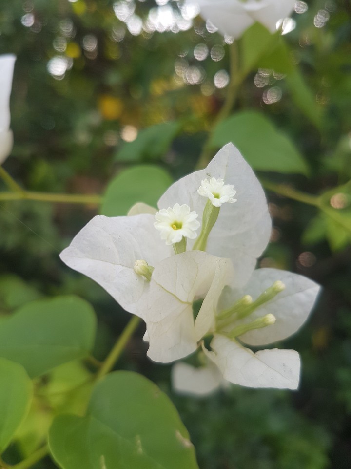 hoa giấy