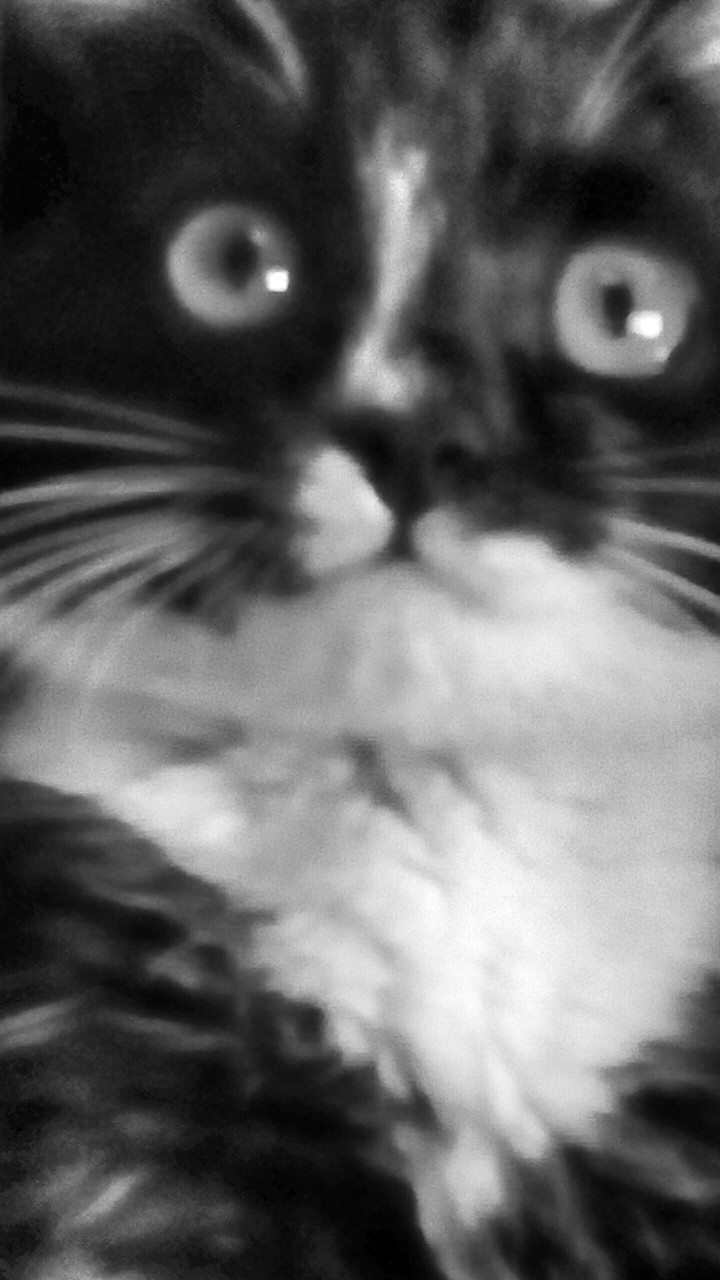 Foto Cat