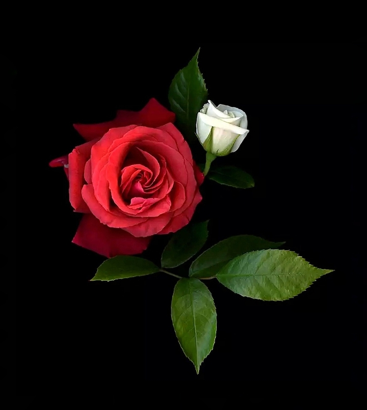 Roses