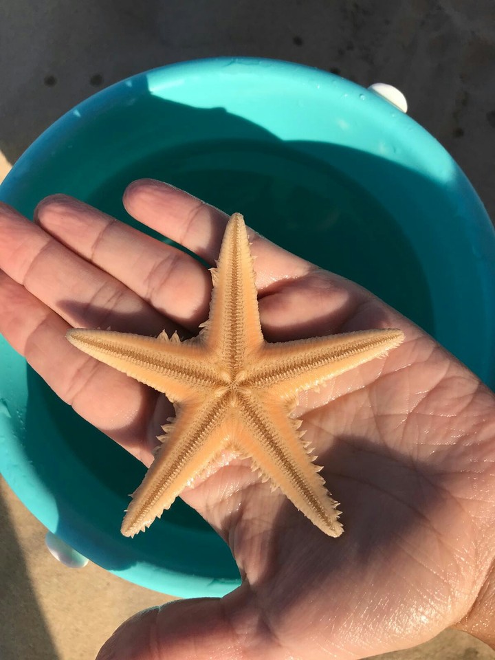 Starfish