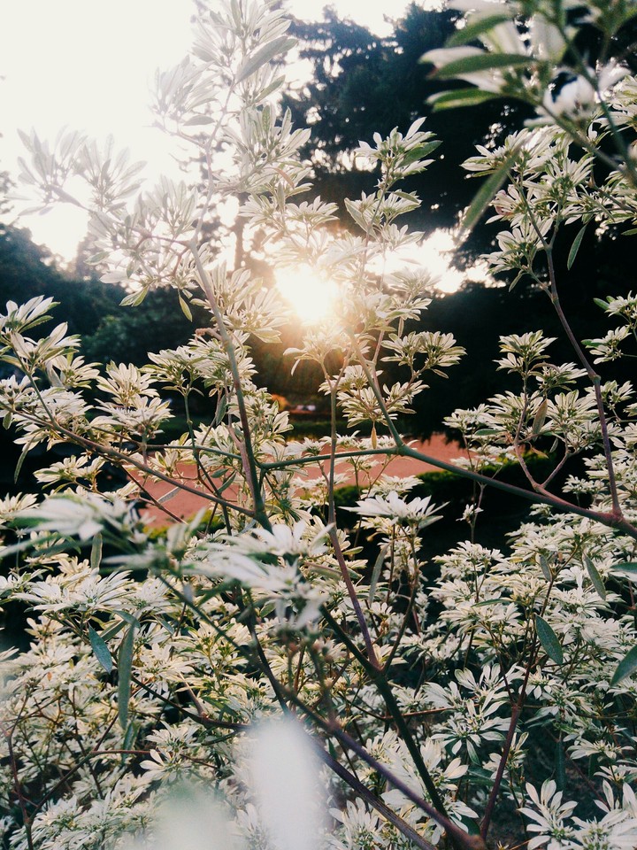 The white that separates sunlight