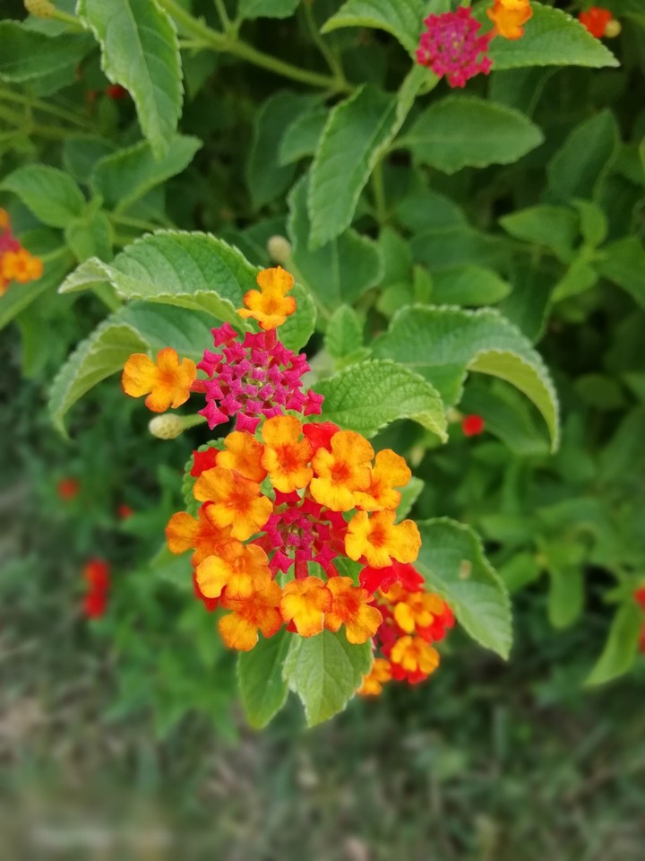 flowers