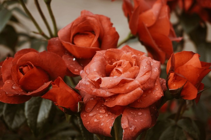 bouqet of roses
