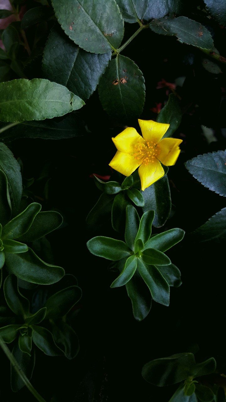 flower