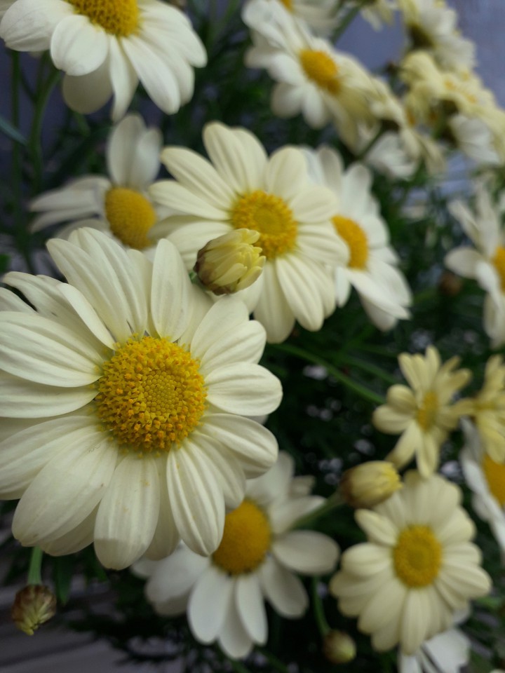 flowers