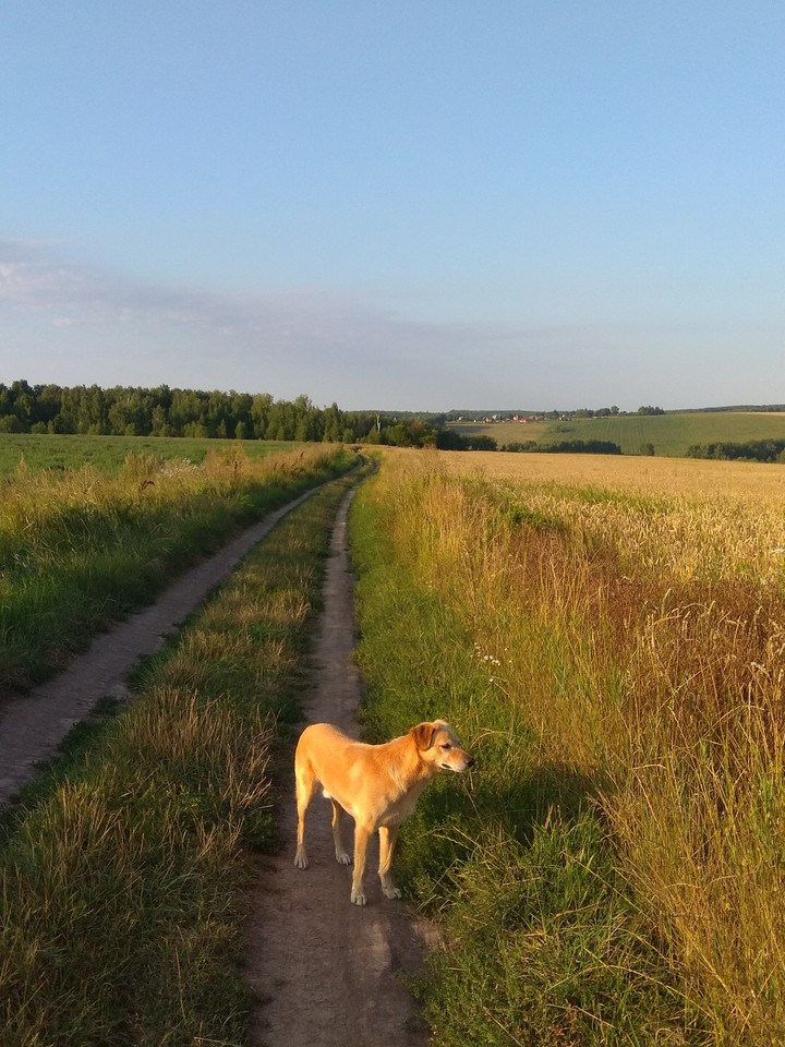 дорога через поле