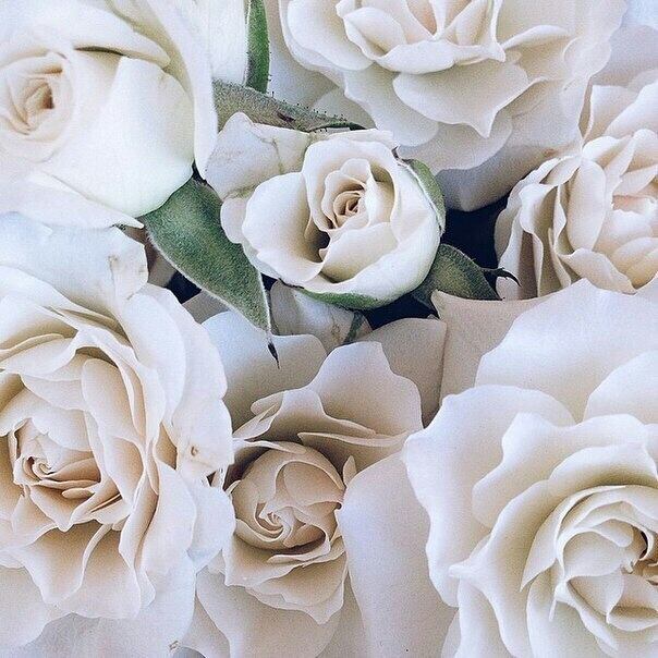 roses