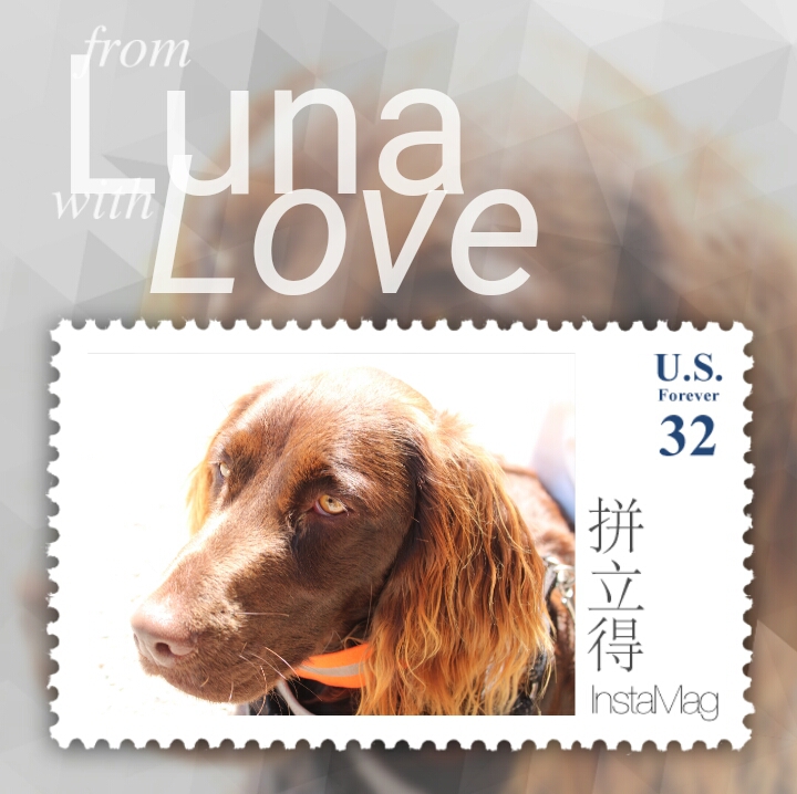 Hunde