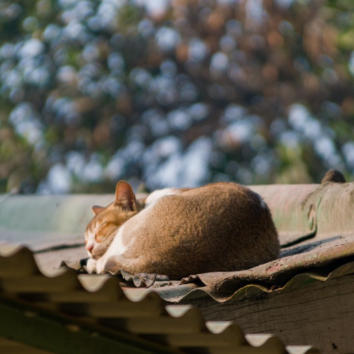 Sleeping Cat