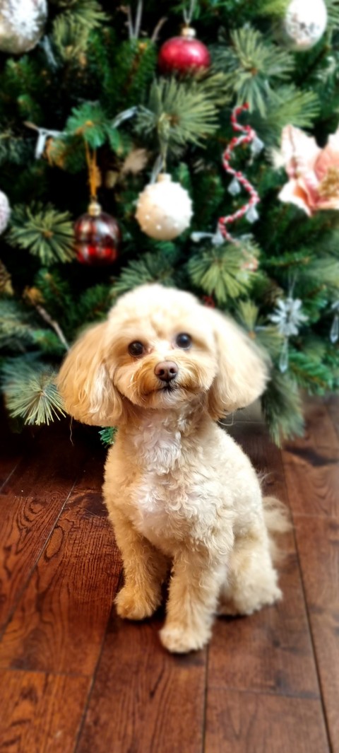 canidae, Pets wallpapers