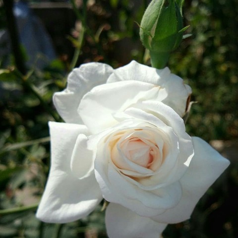 VIPUL