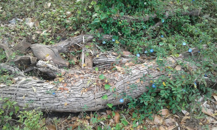 wood